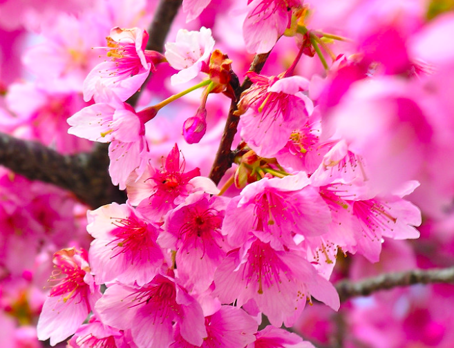 Cherry-Blossom-3