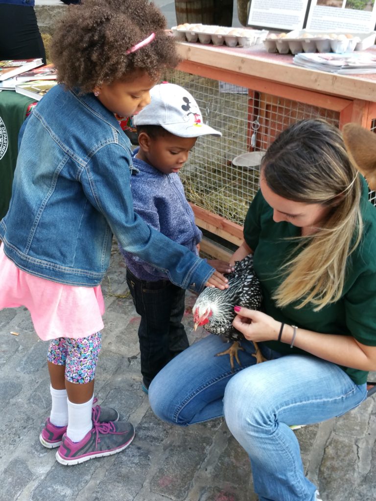 farm-fresh-festival-animals