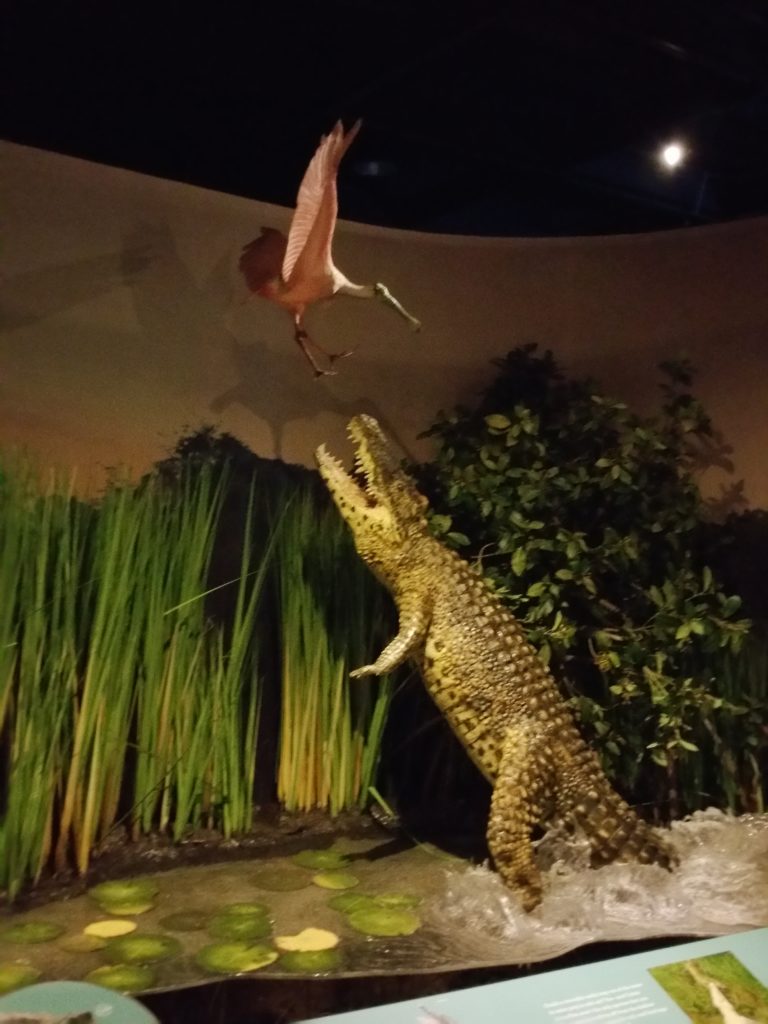 alligator-cuba-exhibit